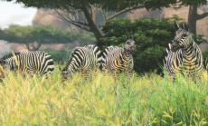 Neue Screenshots zu Cabela's African Adventures