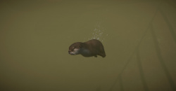 Planet Zoo: Wetlands Animal Pack